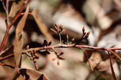 Eucalyptus piperita