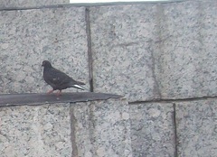 Columba livia domestica