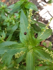 Harmonia axyridis