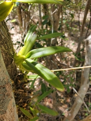 Lupulina
