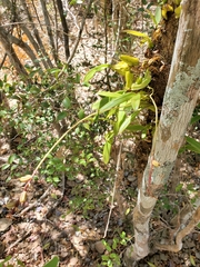 Lupulina