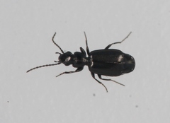 Microlestes minutulus
