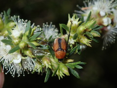 Phyllotocus scutellaris