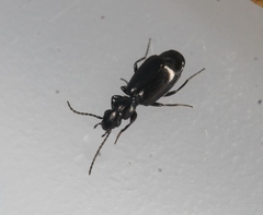 Microlestes minutulus