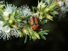 Phyllotocus scutellaris