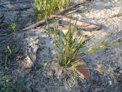 Centrolepis aristata