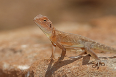 Slater's Dragon photo 4