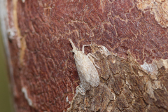 Eurinopsyche