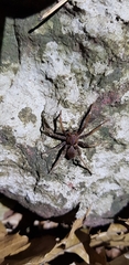 Dolomedes nigrimaculatus