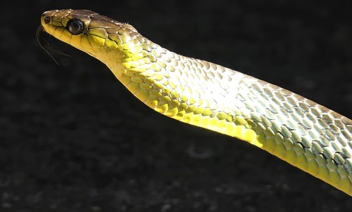 Common Tree Snake sighting