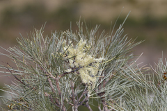 Grevillea parallela