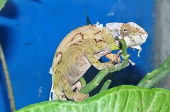 Furcifer verrucosus