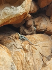 Ctenophorus modestus