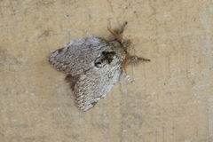 Euglyphis phedonioides