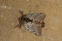 Euglyphis phedonioides