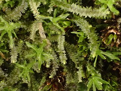 Mesoptychia collaris