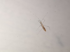 Empicoris rubromaculatus