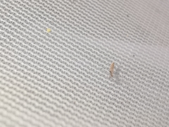 Empicoris rubromaculatus