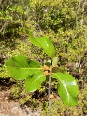 Capurodendron