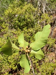 Capurodendron