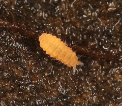 Monobella grassei