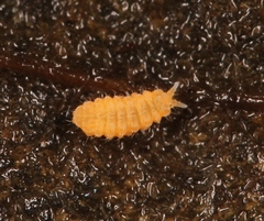 Monobella grassei