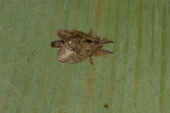 Euglyphis submarginalis