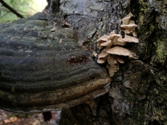 Antrodiella pallescens