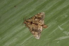 Euglyphis submarginalis