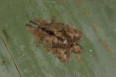 Euglyphis submarginalis