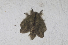 Euglyphis submarginalis