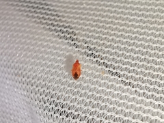 Cardiastethus fasciiventris