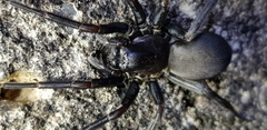 Pireneitega spinivulva