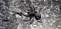 Pireneitega spinivulva