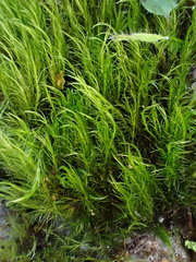 Flexitrichum gracile