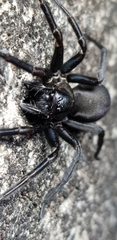 Pireneitega spinivulva
