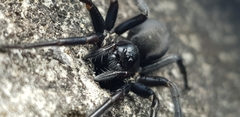 Pireneitega spinivulva