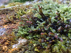 Schistidium trichodon