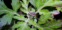 Oligolophus tienmushanensis