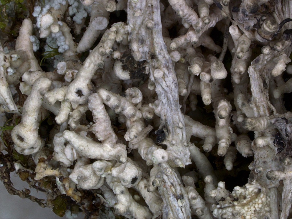 Eyed Wart Lichen
