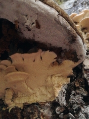 Antrodiella pallescens