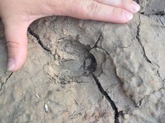 Odocoileus virginianus carminis