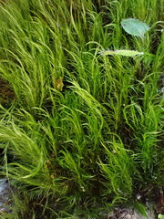 Flexitrichum gracile