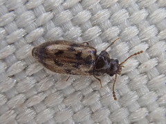 Phloiophilus edwardsii