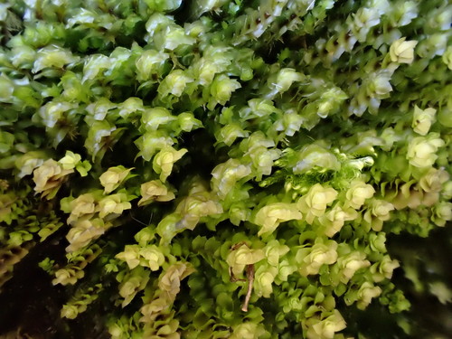 Lesser Rough Earwort