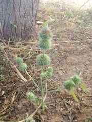 Leucas martinicensis