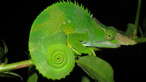 West Usambara two-horned chamaeleon, Kinyongia multituberculata