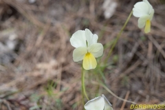 Viola aetolica