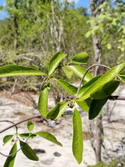 Loeseneriella