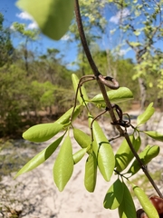 Loeseneriella